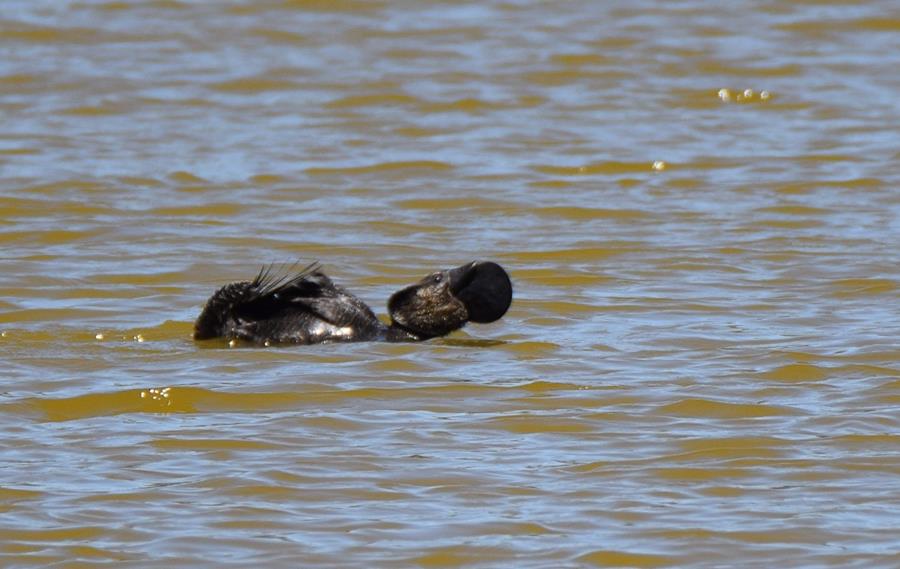 Duck-musk-male-Feb2-2018-00001.JPG