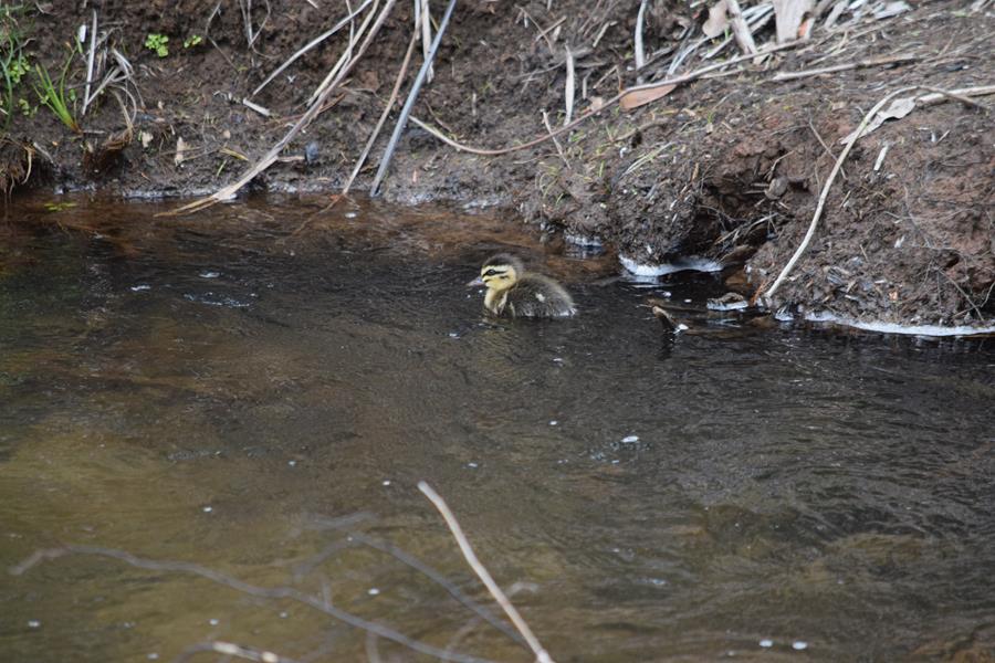 Duckling-PBD-2018-095.JPG