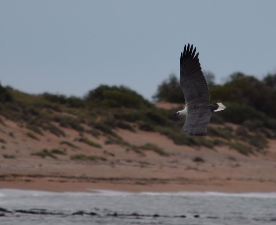 Eagle-white-bellied-sea-0010x.JPG