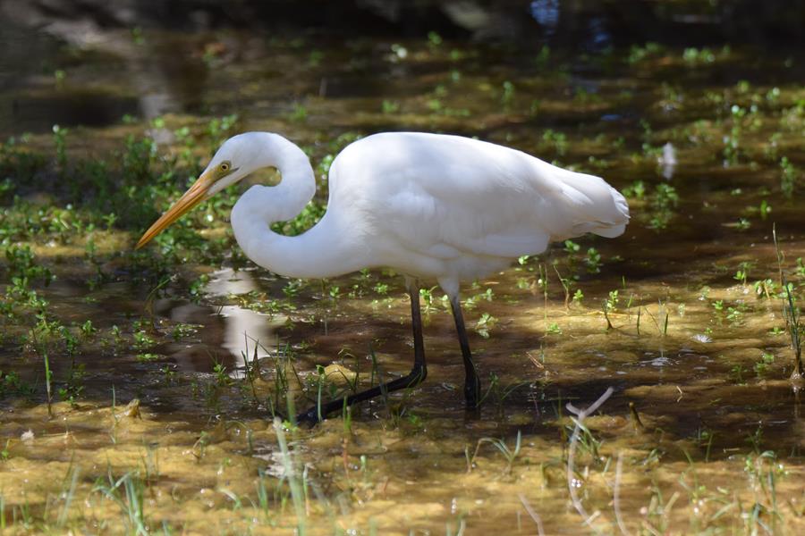 Egret-Great-Eastern-018.JPG