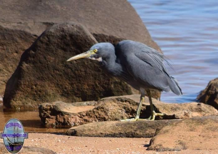 Egret-eastern-reef-2001.jpg