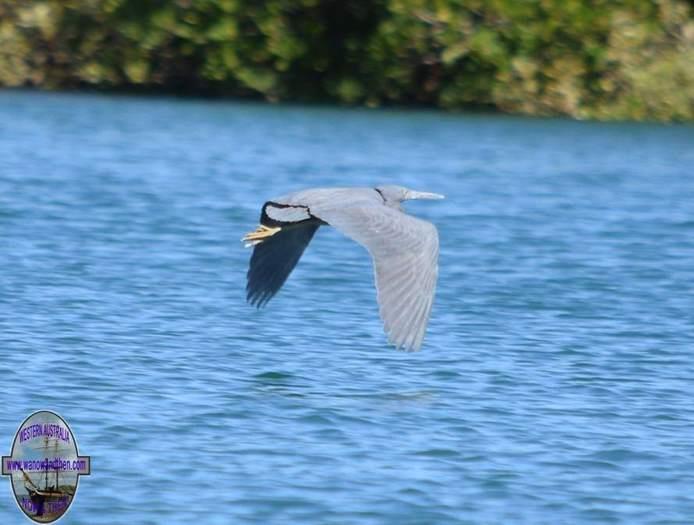 Egret-eastern-reef-2005.jpg