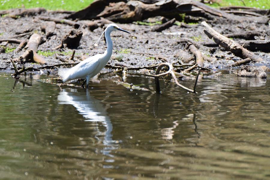 Egret-little-0002e.JPG