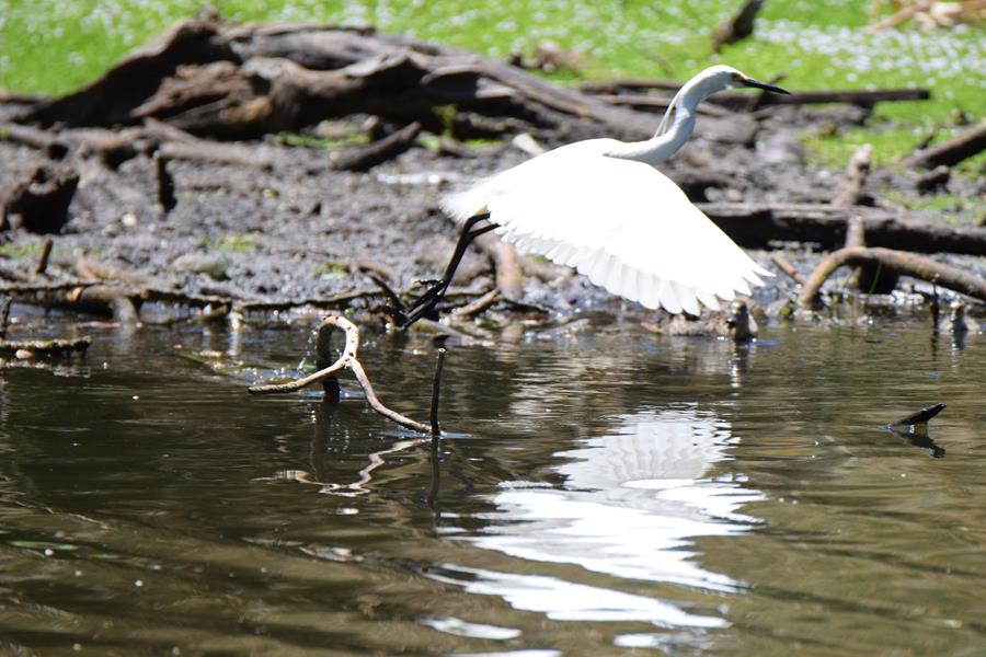 Egret-little-0003e.JPG