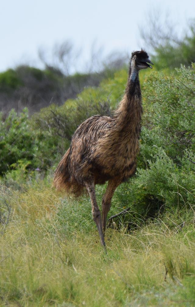 Emu-Bush-Bay-2015--001.JPG