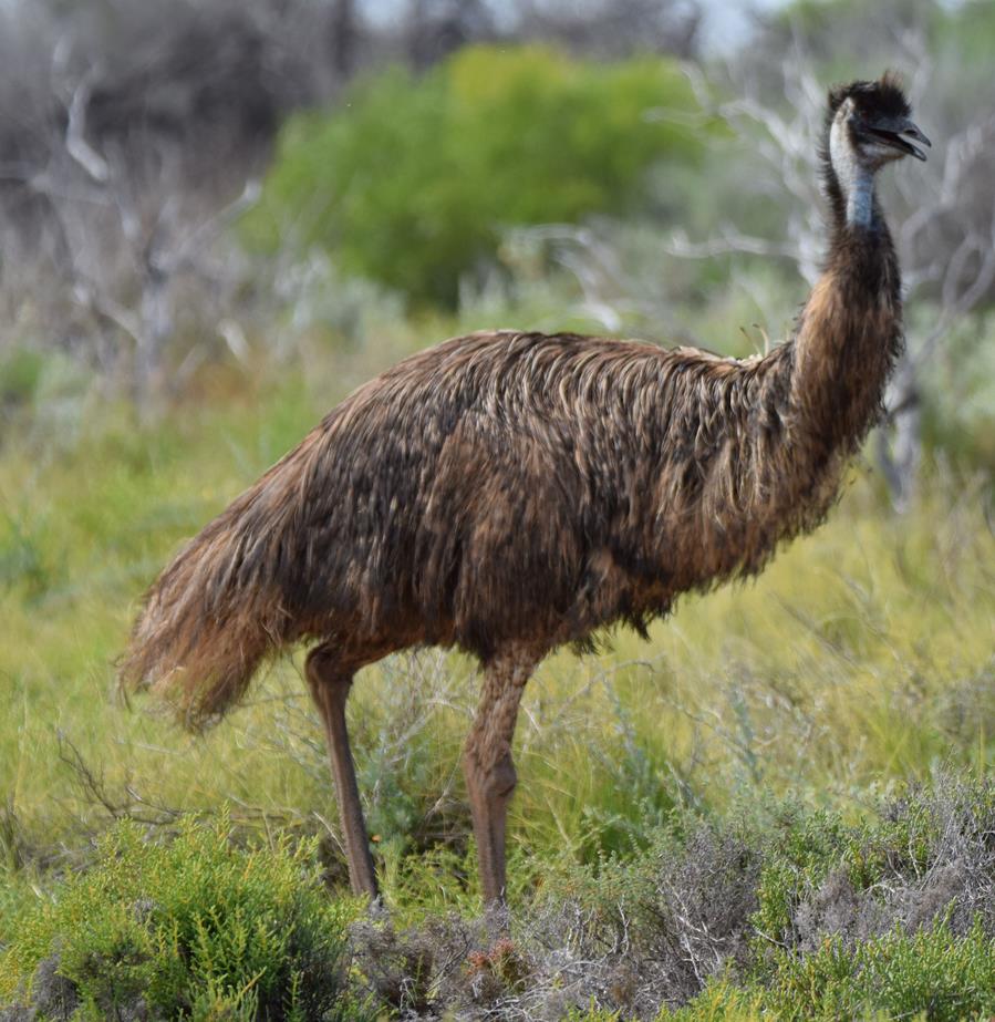 Emu-Bush-Bay-2015--007.JPG