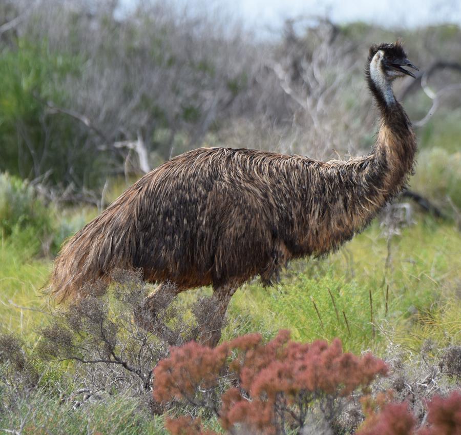 Emu-Bush-Bay-2015--008.JPG