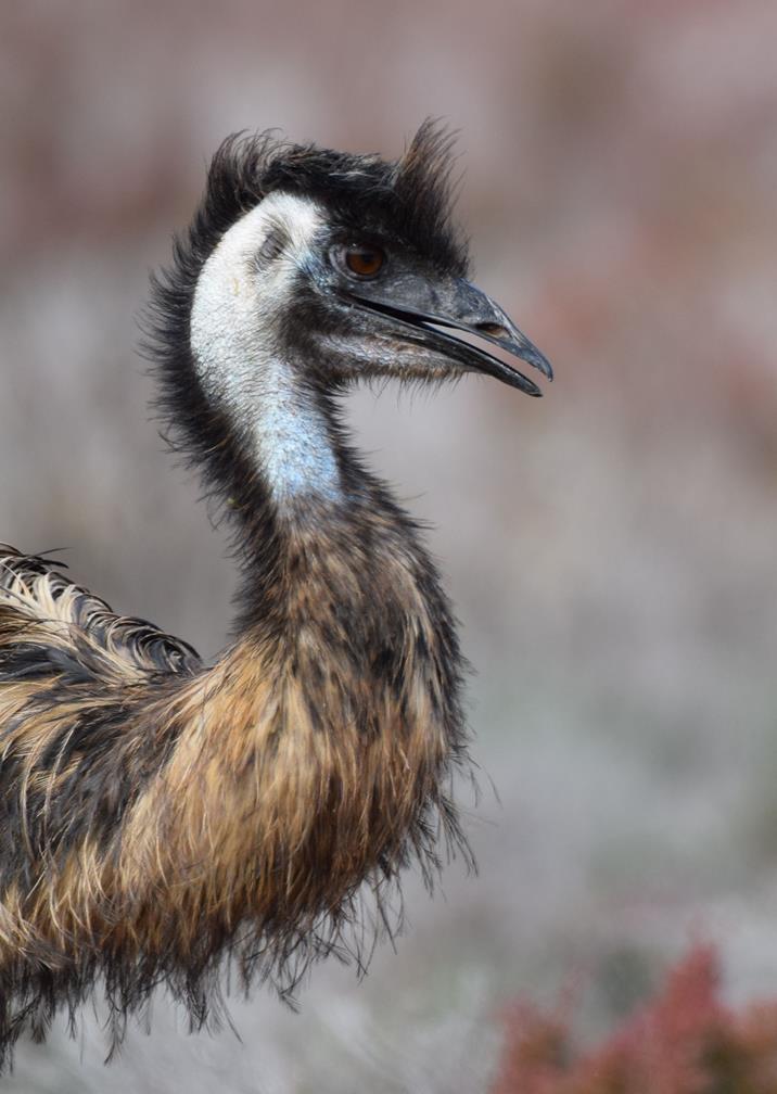 Emu