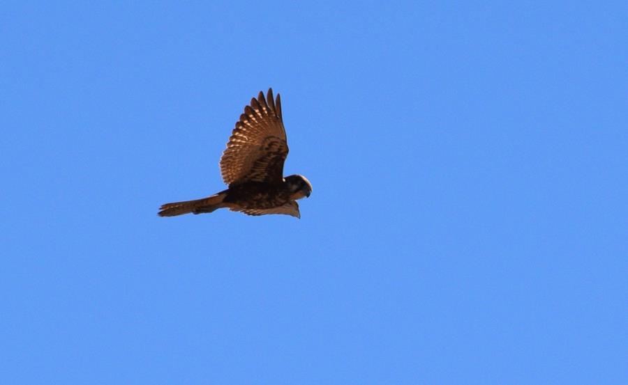 Falcon-brown-0002.JPG