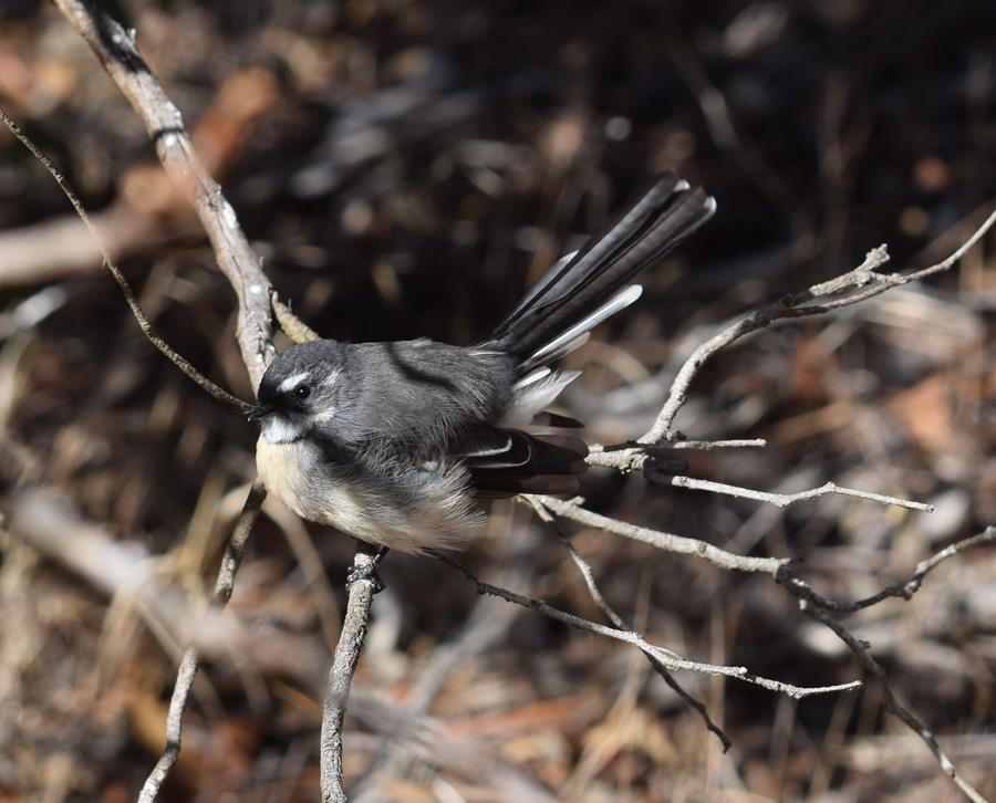 Fantail-grey-0002n.JPG