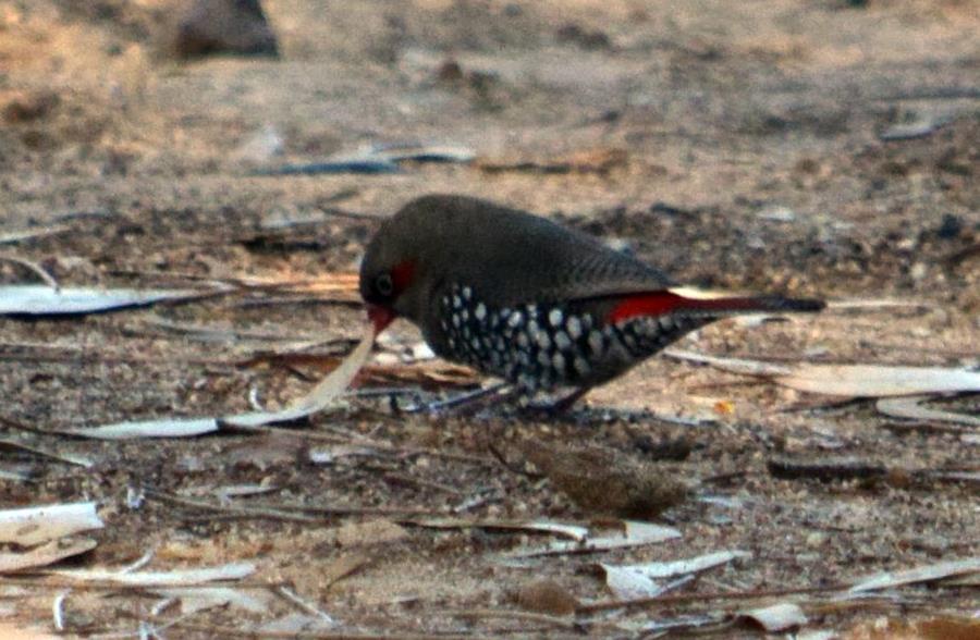 Finch-red-eared-firetail-20002.JPG