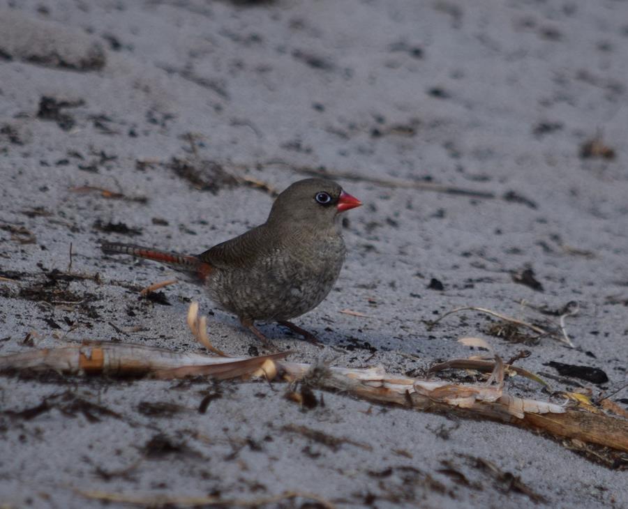 Finch-red-eared-firetail-20013.JPG