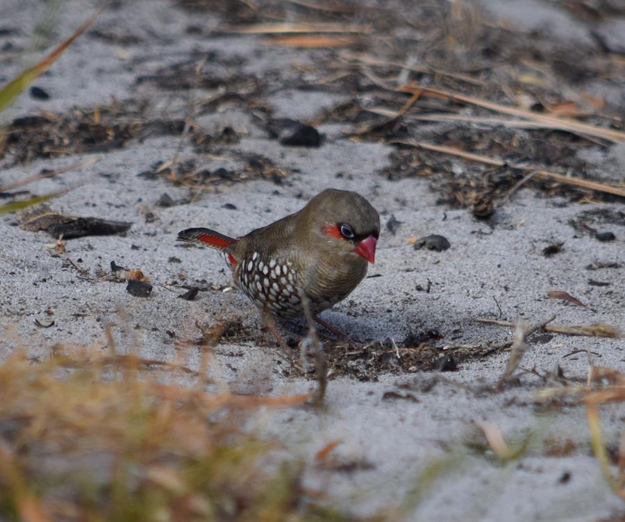 Finch-red-eared-firetail-20016.JPG