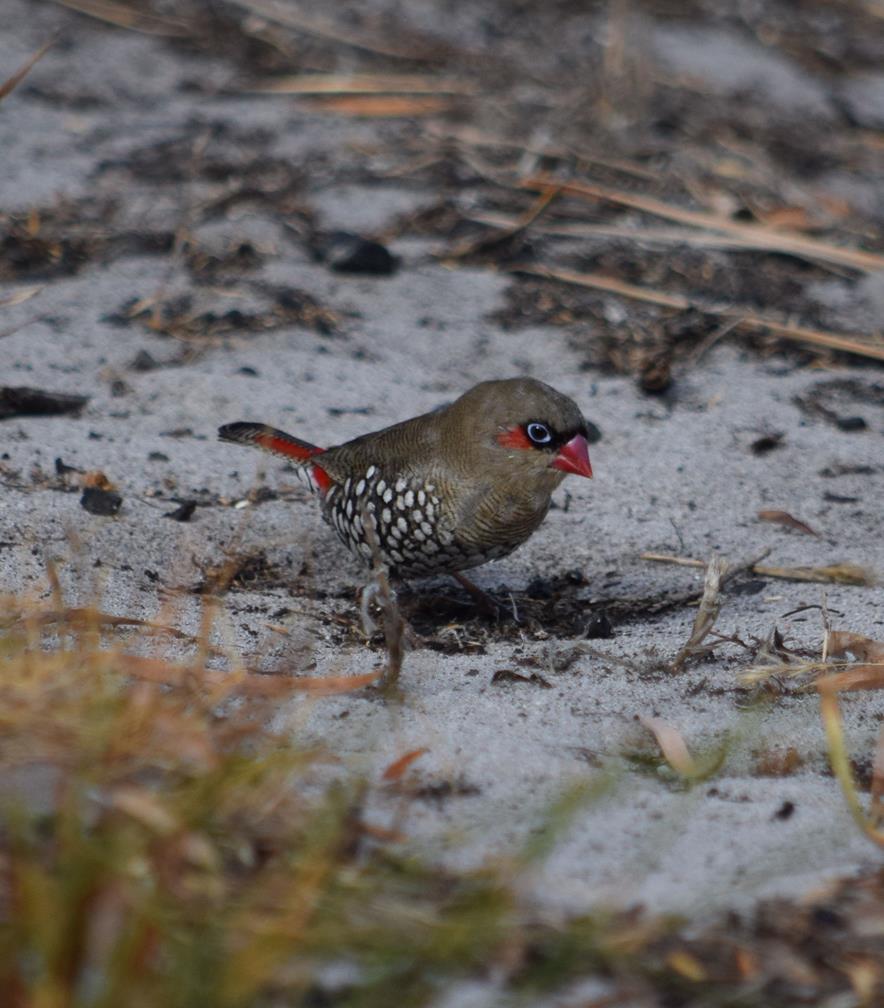 Finch-red-eared-firetail-20018.JPG