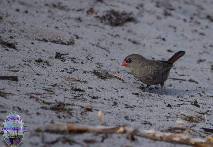 Firetail-red-eared-D-Mar-2018-0009.JPG