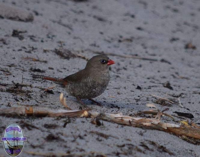 Firetail-red-eared-D-Mar-2018-0011.JPG