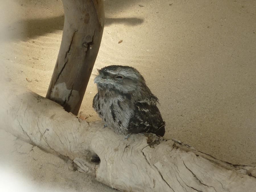 Frogmouth-tawny-0001w.JPG