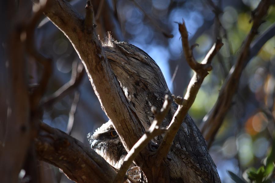 Frogmouth-tawny-0002w.JPG