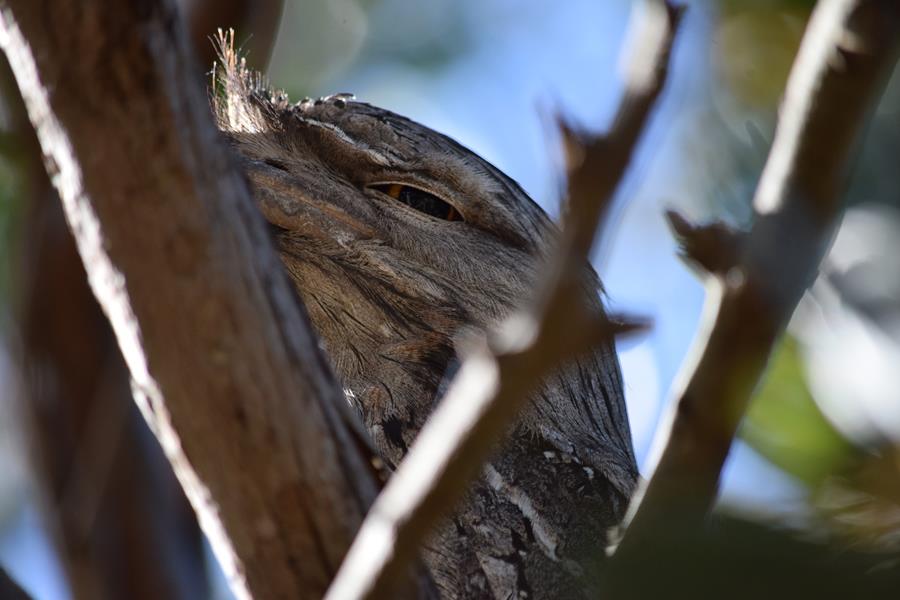 Frogmouth-tawny-0003w.JPG