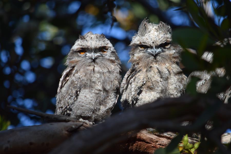 Frogmouth-tawny-0005w.JPG