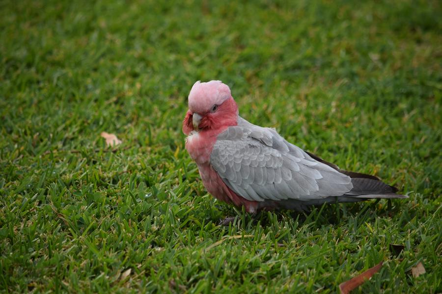 Galah-pinak-and-greyDSC_3453.JPG