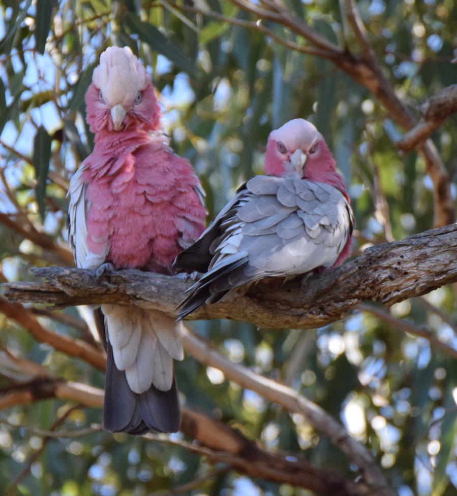 Galah-pink-and-grey-0020l.JPG