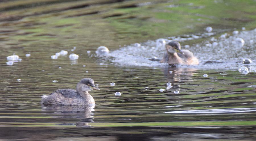 Grebe-A003.JPG