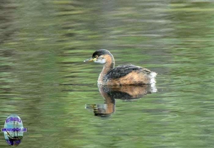 Grebe-Australasian-1005.JPG