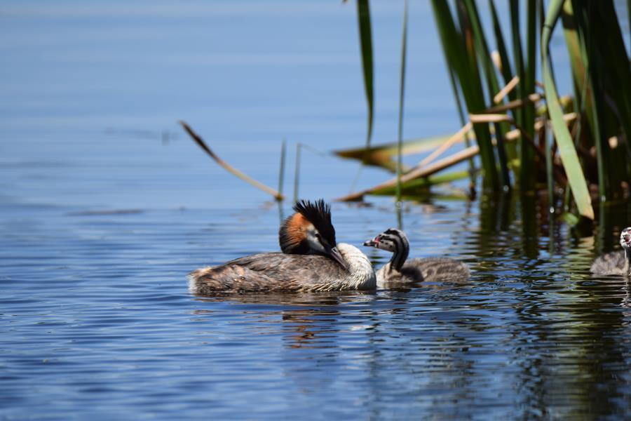 Grebe-great-crested-001.JPG