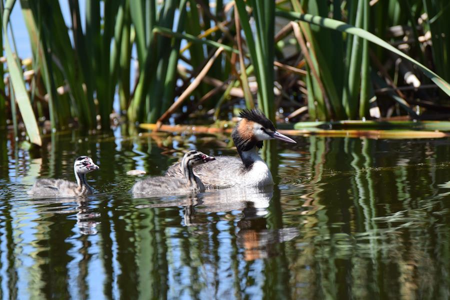 Grebe-great-crested-004.JPG