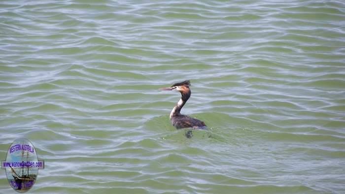 Grebe-great-crested.JPG