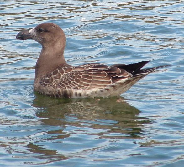 Gull-Pacific-0333.jpg