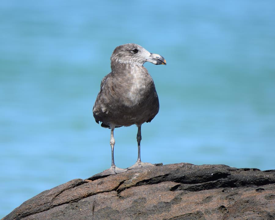 Gull-pacific-juv-Mar-2018-0025.JPG