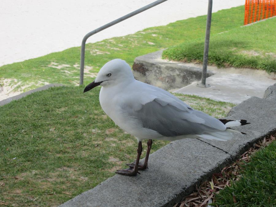 Gull-silver-0001t.JPG