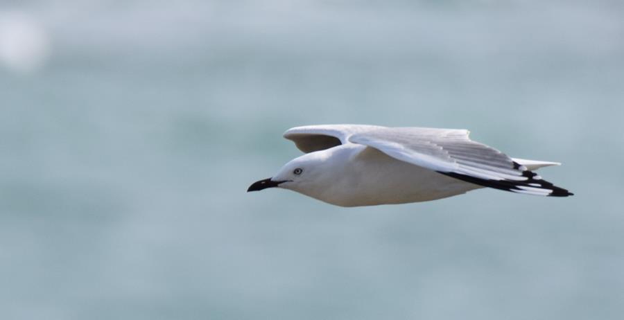 Gull-silver-0001u.JPG