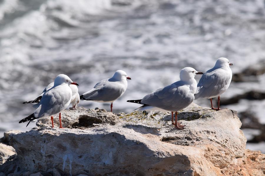 Gull-silver-0002a.JPG