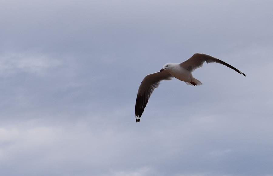 Gull-silver-0006u.JPG