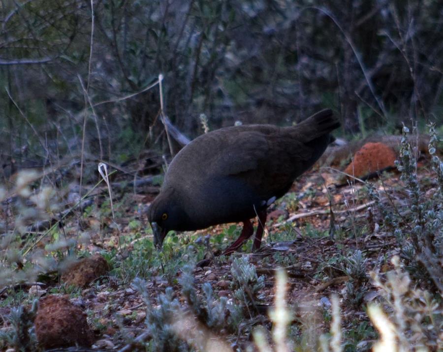 Hen-black-tailed-native-M2-Aug-2017-0003.JPG