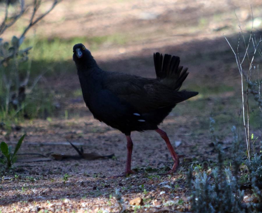 Hen-black-tailed-native-M2-Aug-2017-0007.JPG