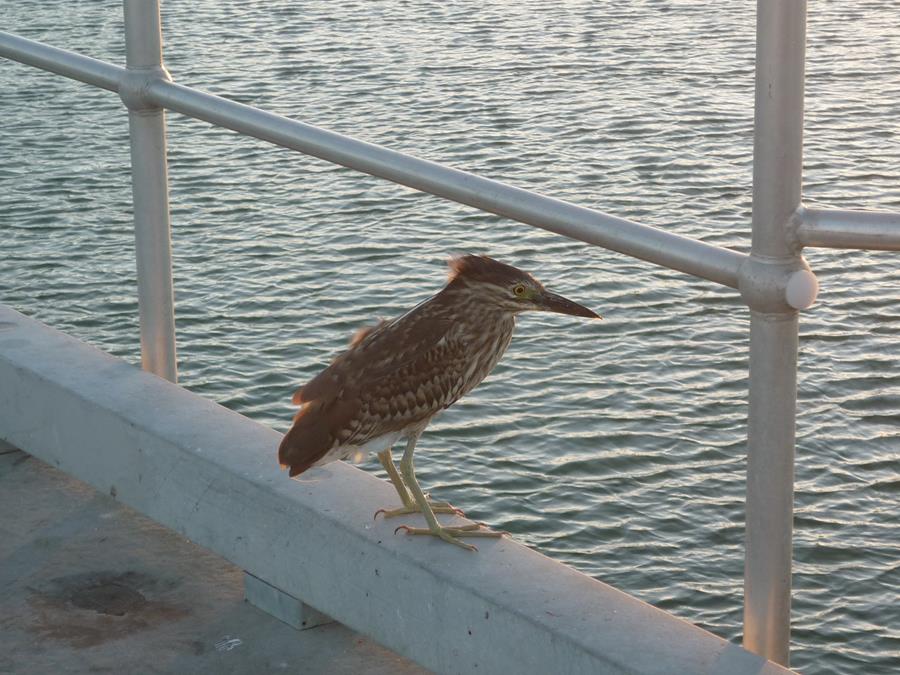 Heron-nankeen-night-20001.JPG