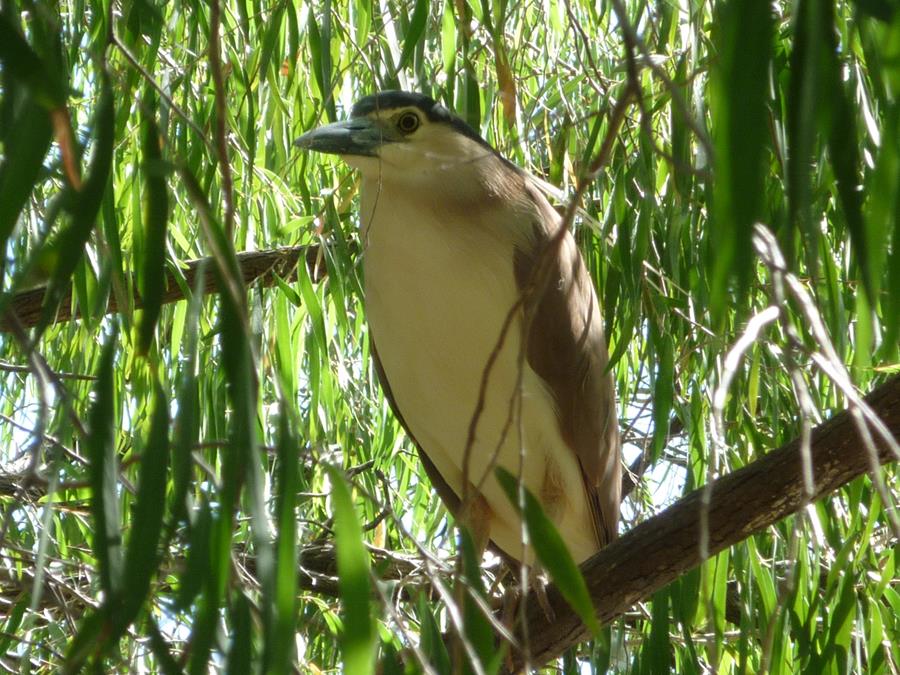 Heron-nankeen-night-20008.JPG