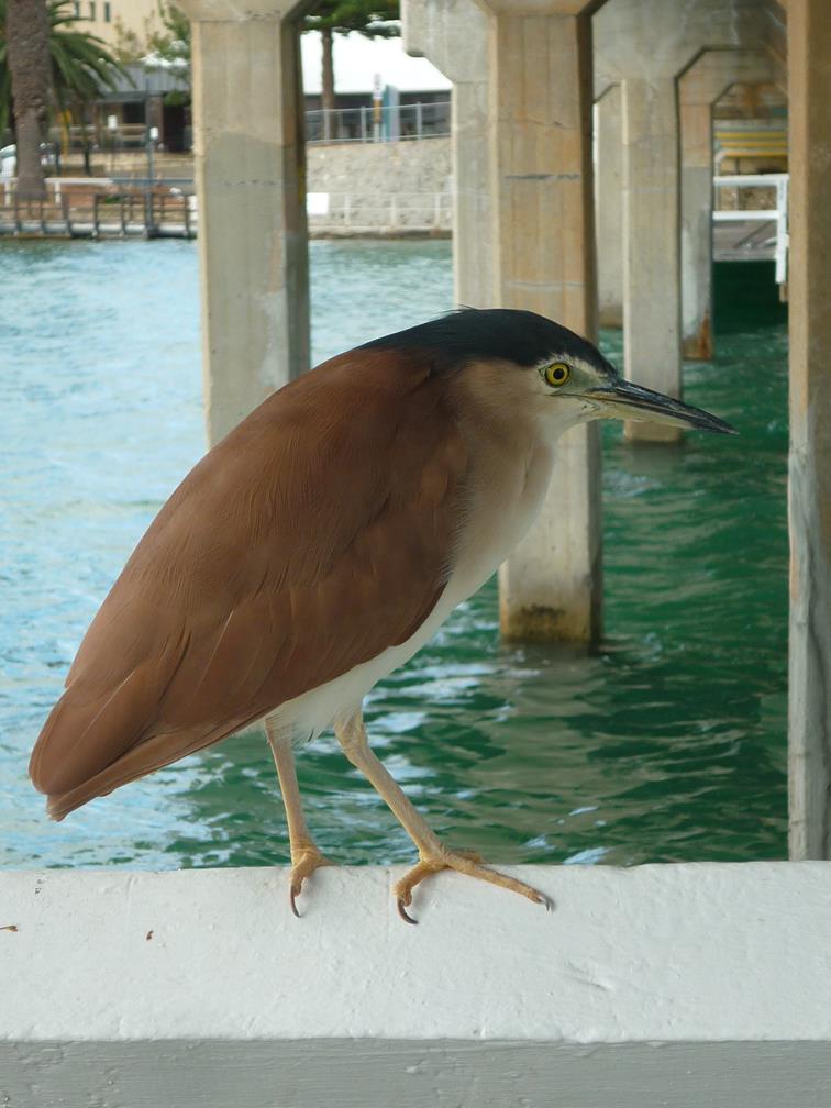 Heron-nankeen-night-20046.JPG