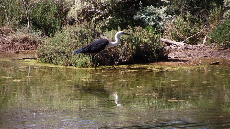 Heron-white-necked-0001x.JPG