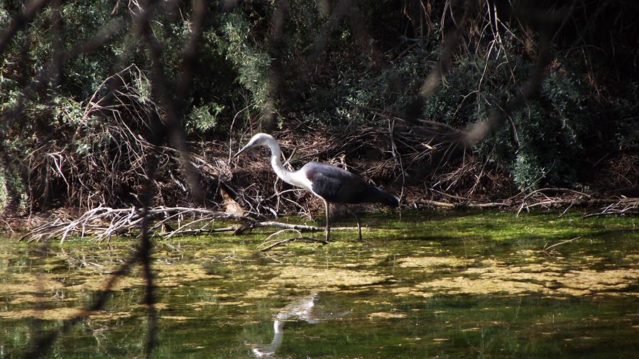 Heron-white-necked-0003x.JPG