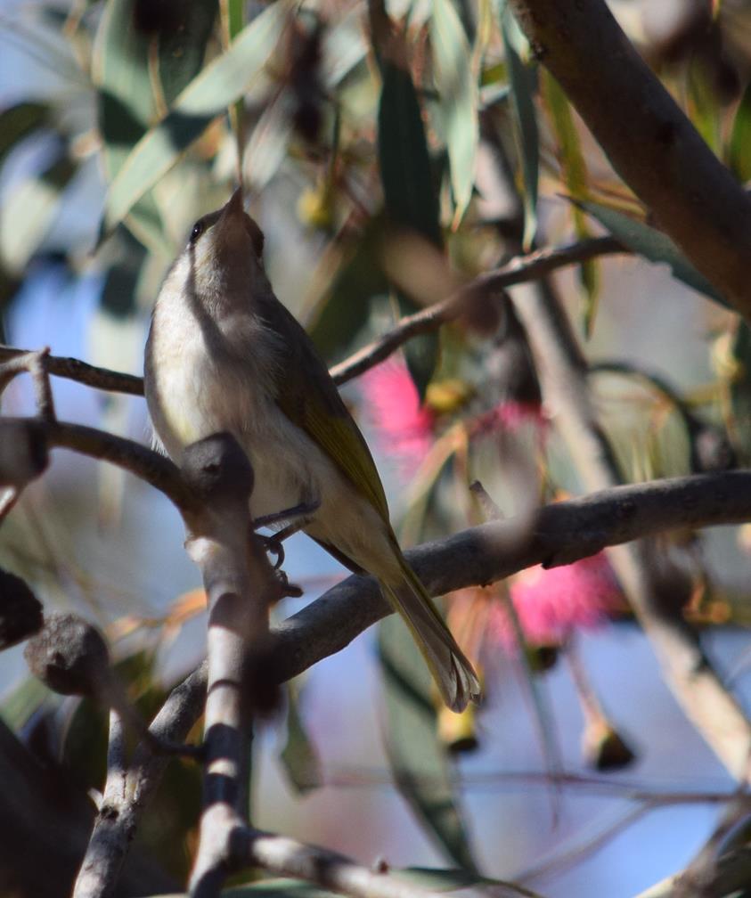 Honeyeater-0002.JPG