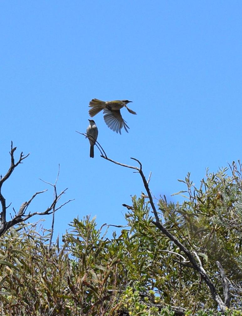 Honeyeater-0977.JPG