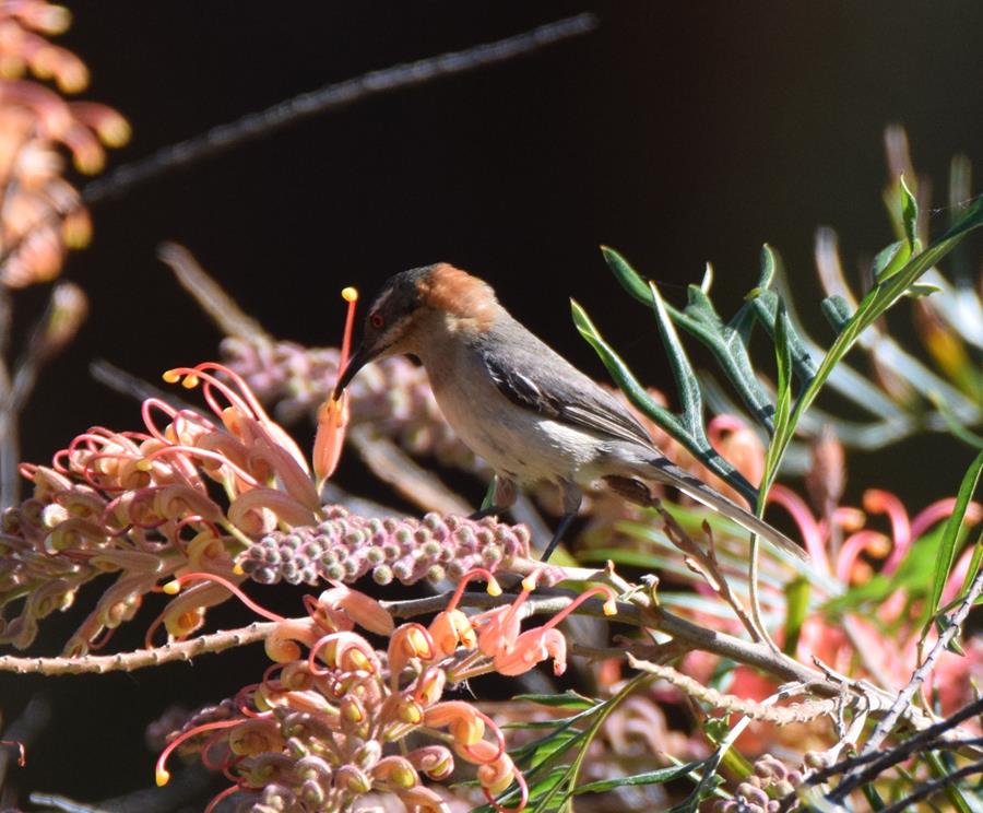 Honeyeater-New-Holland-0005b.JPG