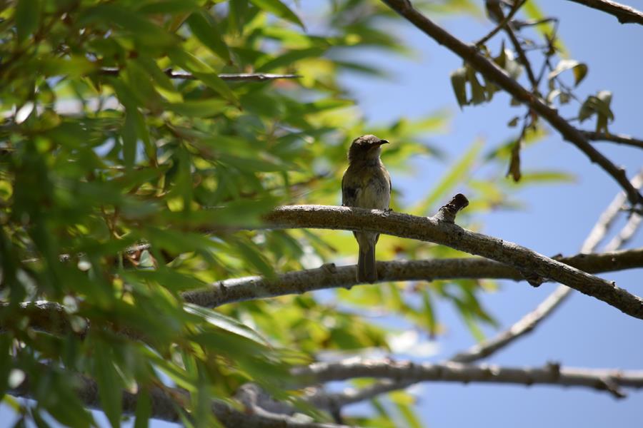 Honeyeater-brown-0001e.JPG