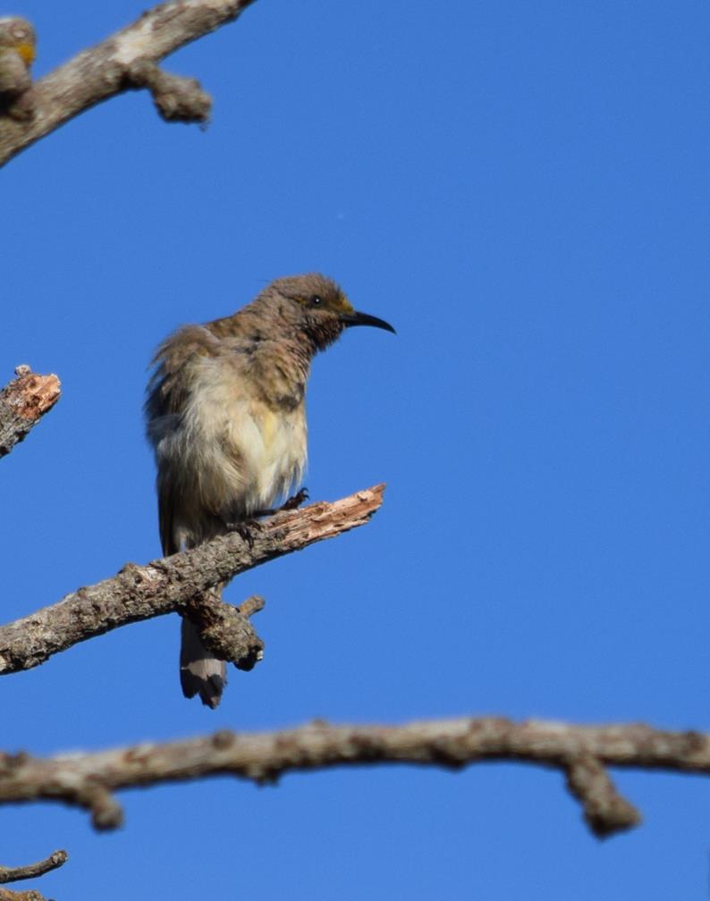 Honeyeater-brown-0002.JPG