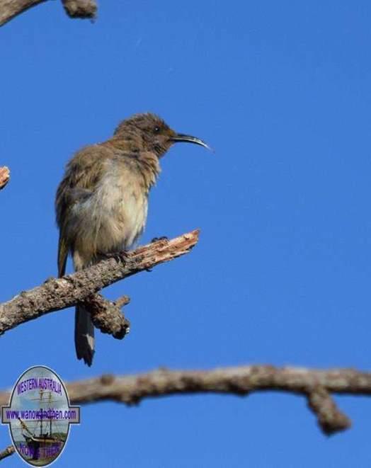 Honeyeater-brown-1008.JPG